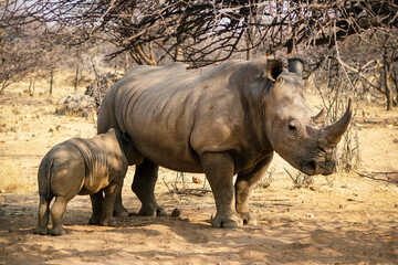 White rhinoceros or square-lipped rhinoceros with her newborn  baby in Etosha National Park, Namibia.