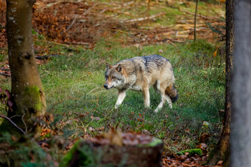 Wolf in forest. Grey wolf, Canis lupus, walking in autumn forest and sniffs about prey. Wildlife...