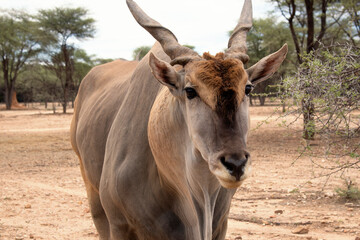 Wildlife animals. Common eland or Eland antelope in the national  park, Namibia