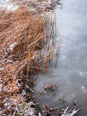 Frozen lake at the beginning of winter. Dry grasses are still colorful not covered by snow.