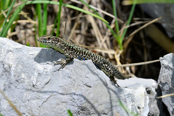 Common wall lizard - male // Mauereidechse - Männchen (Podarcis muralis albanica) - Lovcen Nationalpark, Montenegro