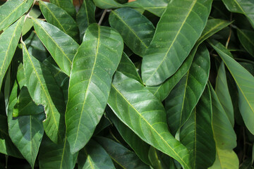 The background of green leaves fills the full frame
