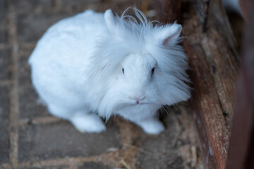 The royal lion rabbit has smooth fur. It is white or brown, suitable for children.