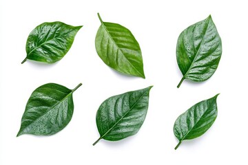 Six vibrant green leaves isolated on white background.