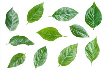 Fototapeta premium Collection of vibrant green leaves isolated on white background.
