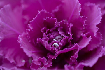 flowering kale
