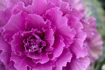 flowering kale