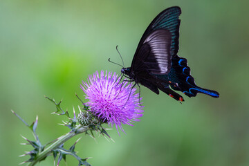 thistle and butterfly