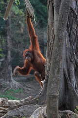 Orangutans are animals from Kalimantan