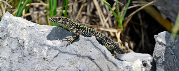 Mauereidechse - Männchen // common wall lizard - male (Podarcis muralis albanica) - Lovcen Nationalpark, Montenegro