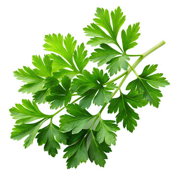 Parsley leaves in a closeup isolated on transparent background