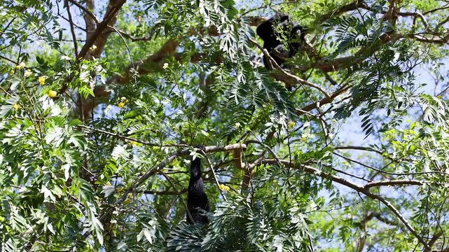 Gibbons Swinging in Chonburi Trees