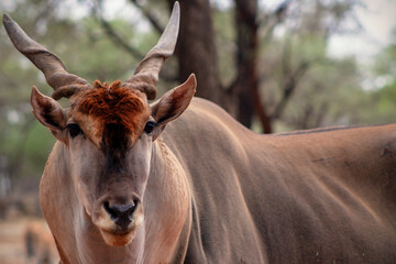 Wildlife animals. Common eland or Eland antelope in the national  park, Namibia