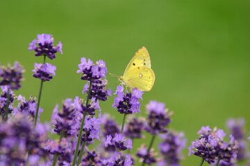ラベンダーの花にとまるモンキチョウ