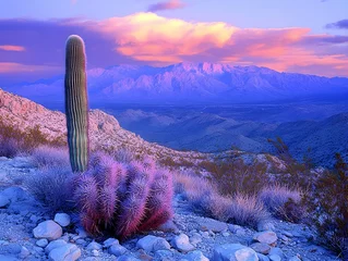 Fototapete Majestic sunset over desert landscape with saguaro and cholla cacti. © Sri