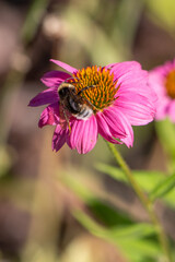 Bumblebee on echinacea flower, pollination of plant, nature summer.