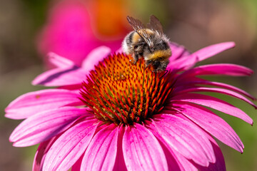 Bumblebee on echinacea flower, pollination of plant, nature summer.