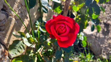 Single red rose in a garden