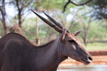 Wildlife animals. Common eland or Eland antelope in the national  park, Namibia