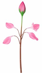 Ornamental pink flower with stalk and bud 