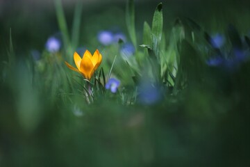 fiore di croco nell'erba in primavera