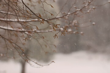 tree in snow