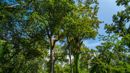 large and tall teak forest bathed in sunlight, with tall, slender trees reaching toward the sky. The soft rays of light filtering through the branches create a serene and enchanting woodland