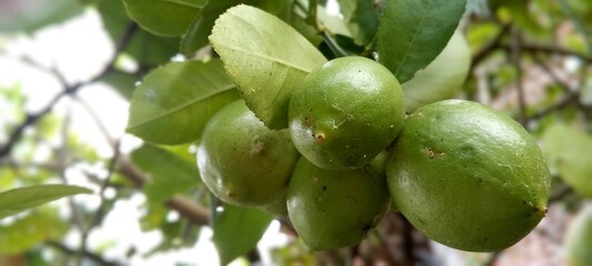 Fresh green lemon. Fresh green lemon limes on tree in organic garden