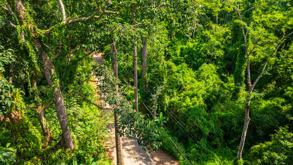 An aerial view of a serene road winding through a dense tropical forest, surrounded by towering trees and vibrant greenery under a clear blue sky.