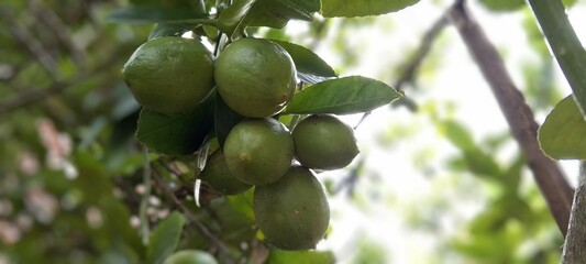 Fresh green lemon. Fresh green lemon limes on tree in organic garden