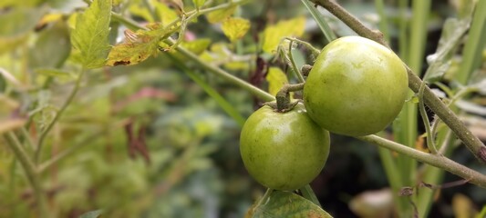 diseased green tomato in a greenhouse, late blight. Green tomato ready for harvest.