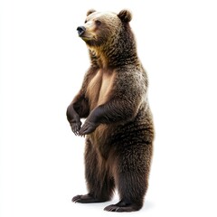 Fototapeta premium Brown bear standing