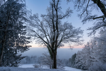Fototapeta premium snow covered trees and a snow field above the sea of fog in the evening with blue sky in Bregenz Vorarlberg Austria