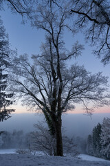 snow covered trees and a snow field above the sea of fog in the evening with blue sky in Bregenz Vorarlberg Austria