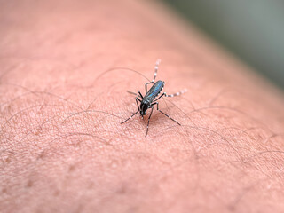 Close up of mosquitoes sucking human blood