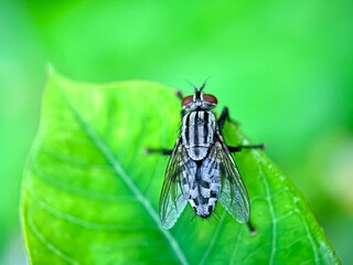 Close up of flesh flies (Sarcophaga carnaria),european flesh flies