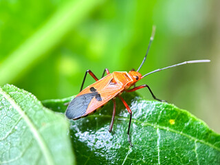 Close up of red cotton bug