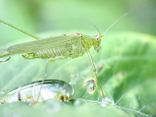 Close up of catydids (Scudderia furcata)