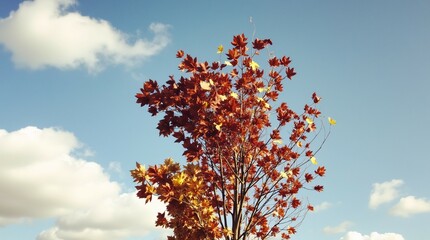 Autumn Leaves against a Blue Sky.