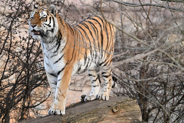 Siberian tiger critically endangered subspecies