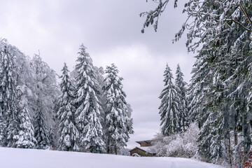 An incredible winter landscape featuring snow-covered fir trees in the Bavarian Forest National Park, Germany