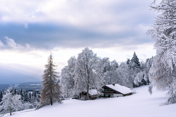 A breathtaking winter view of frosted fir trees in Germany’s Bavarian Forest National Park