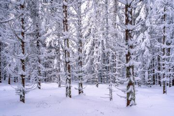 The Bavarian Forest National Park in Germany boasts an awe-inspiring winter landscape with snowy fir trees