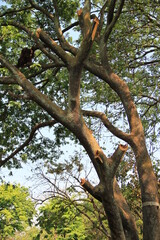 Orangutans are animals from Kalimantan