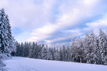 Snow-covered fir trees form a spectacular winter setting in the Bavarian Forest National Park, Germany