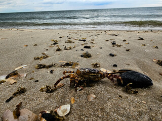 Am Hvidbjerg Strand in Dänemark