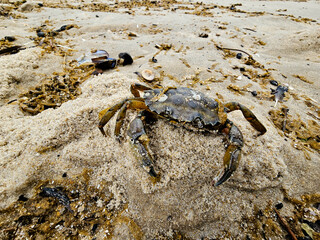 Am Hvidbjerg Strand in Dänemark