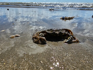 Am Hvidbjerg Strand in Dänemark