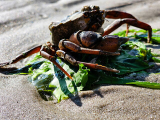 Am Hvidbjerg Strand in Dänemark