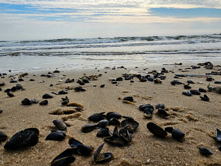 Am Hvidbjerg Strand in Dänemark